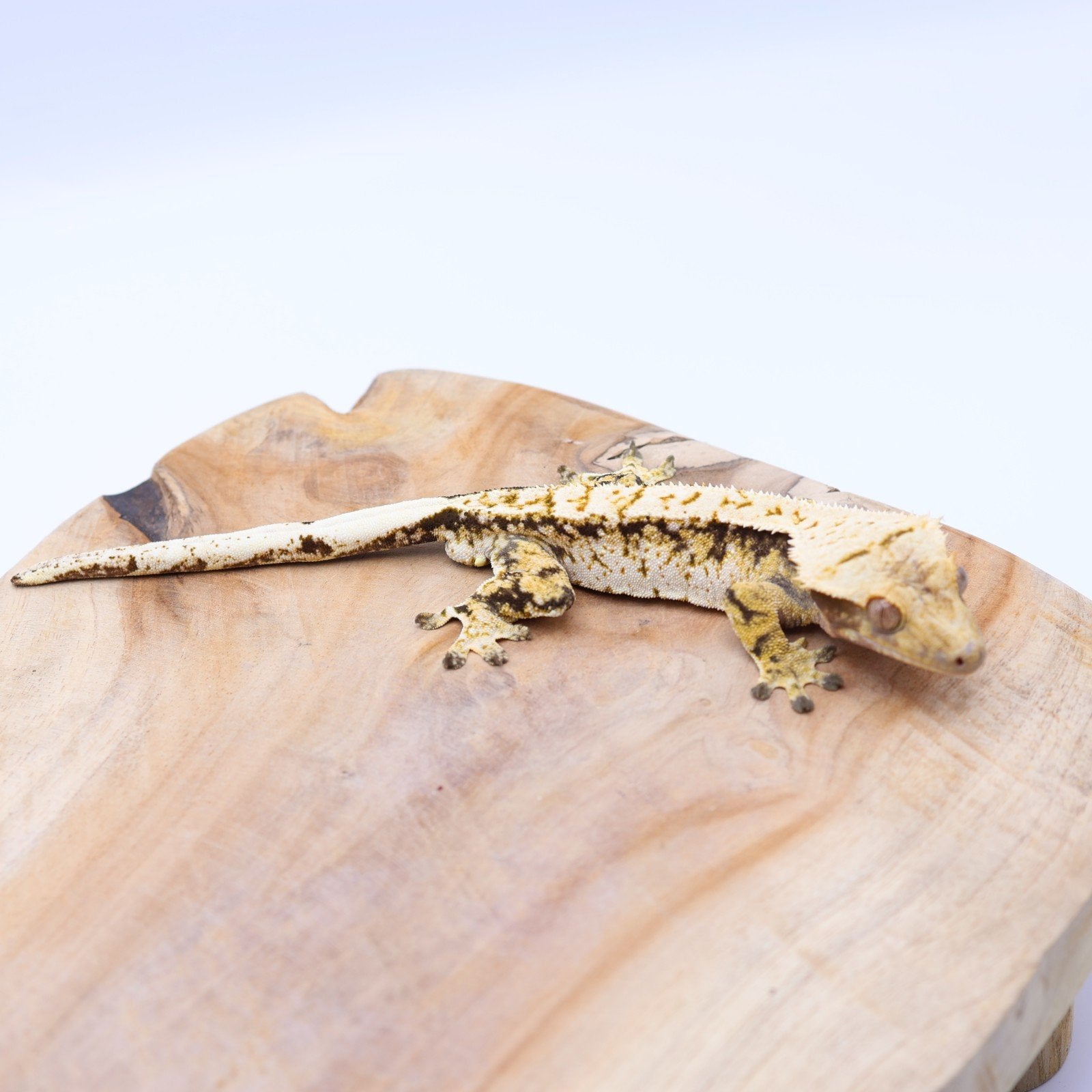 Correlophus ciliatus wimpergekko JOKERGECKOS 4 Crested Gecko - male for sale from Tamara