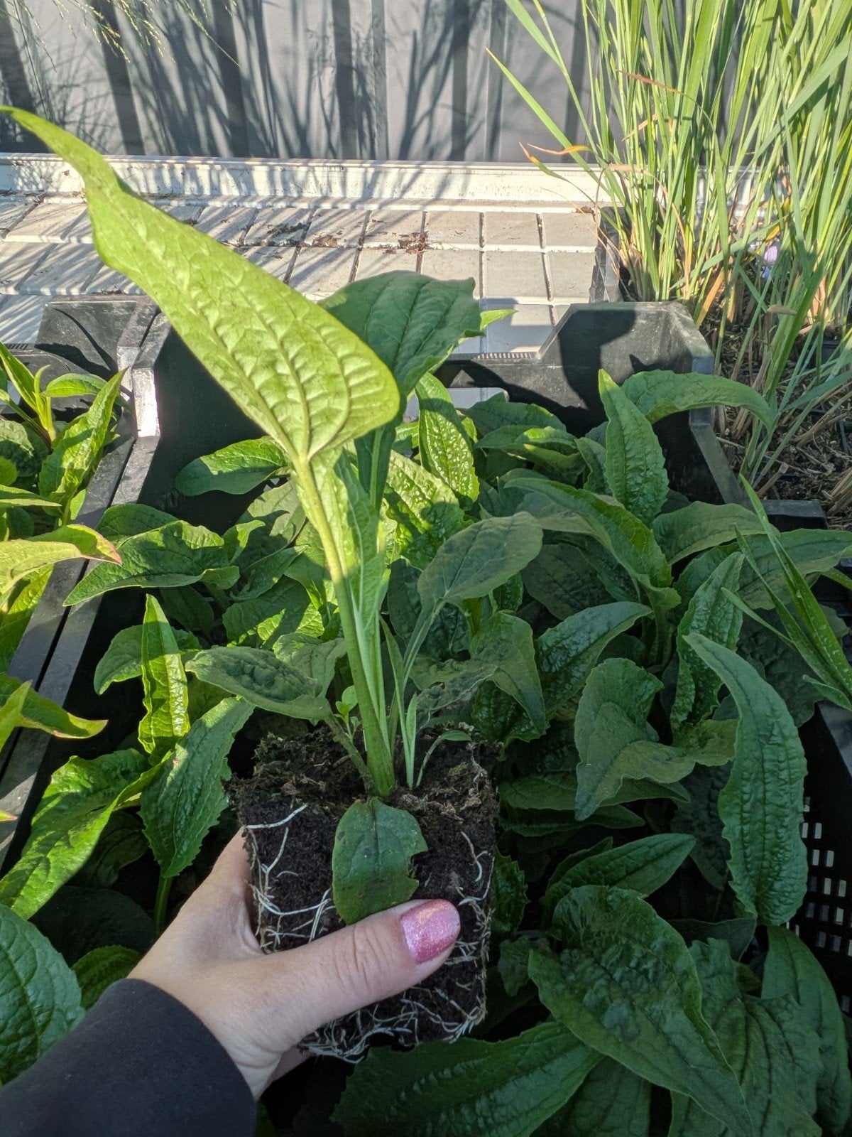 Echinacea 'White Swan' (Witte Zonnehoed) – P9 pot, Ophalen