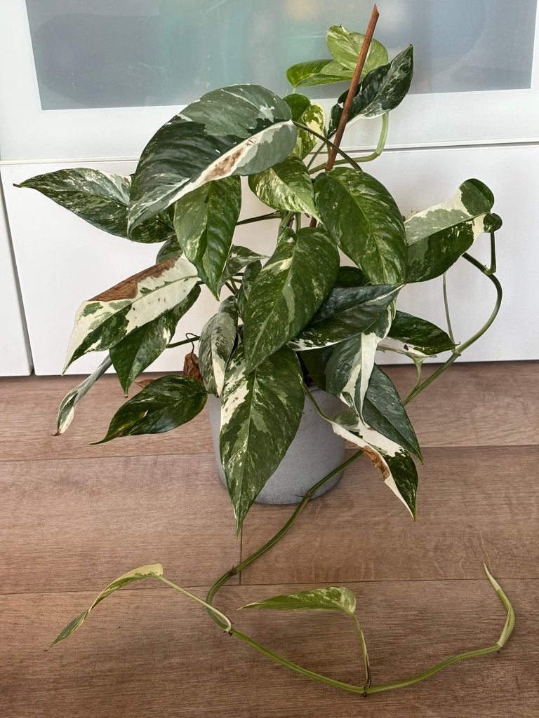 Epipremnum pinnatum albo, Ophalen, Halfschaduw, Minder dan 100 cm