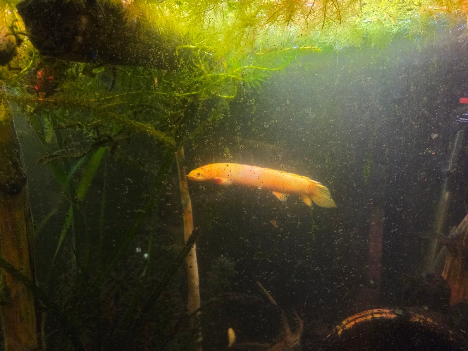 mooie albino kwastvinsnoek ongeveer 25/30cm, Dieren en Toebehoren, Vis, Zoetwatervis