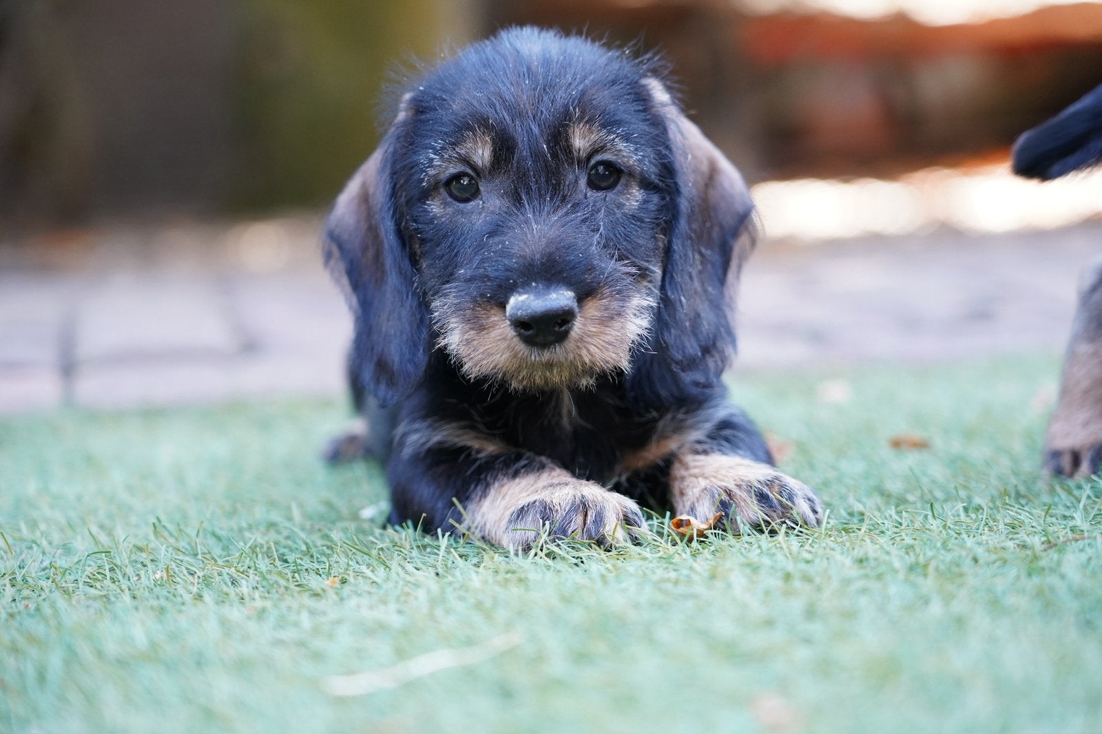 Ruwharige Teckel pups | Teefjes, Standaard, Nederland, CDV (hondenziekte), 8 tot 15 weken
