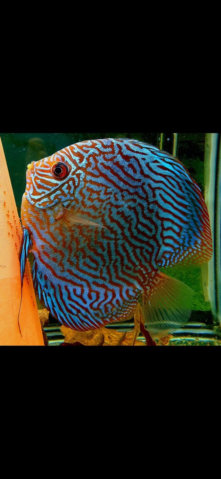 BEWEZEN DISCUS KOPPEL RED TURQOUISE, Dieren en Toebehoren, Vissen | Aquariumvissen, Vis