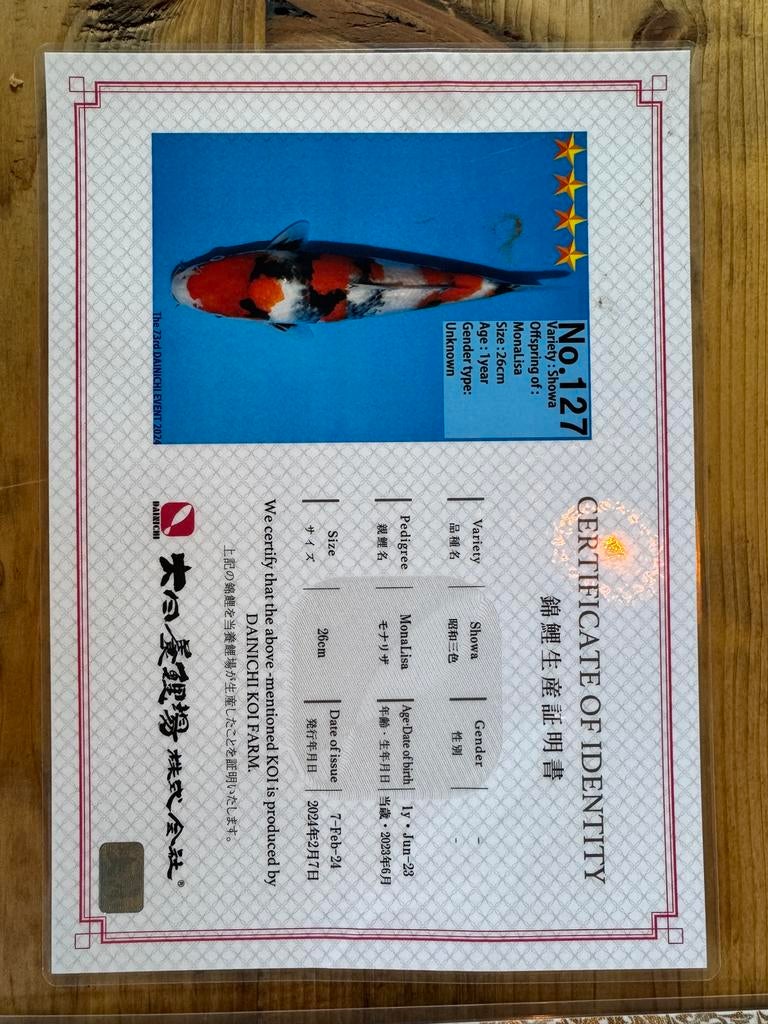 Dainichi koi 50 cm, Karper of Koi
