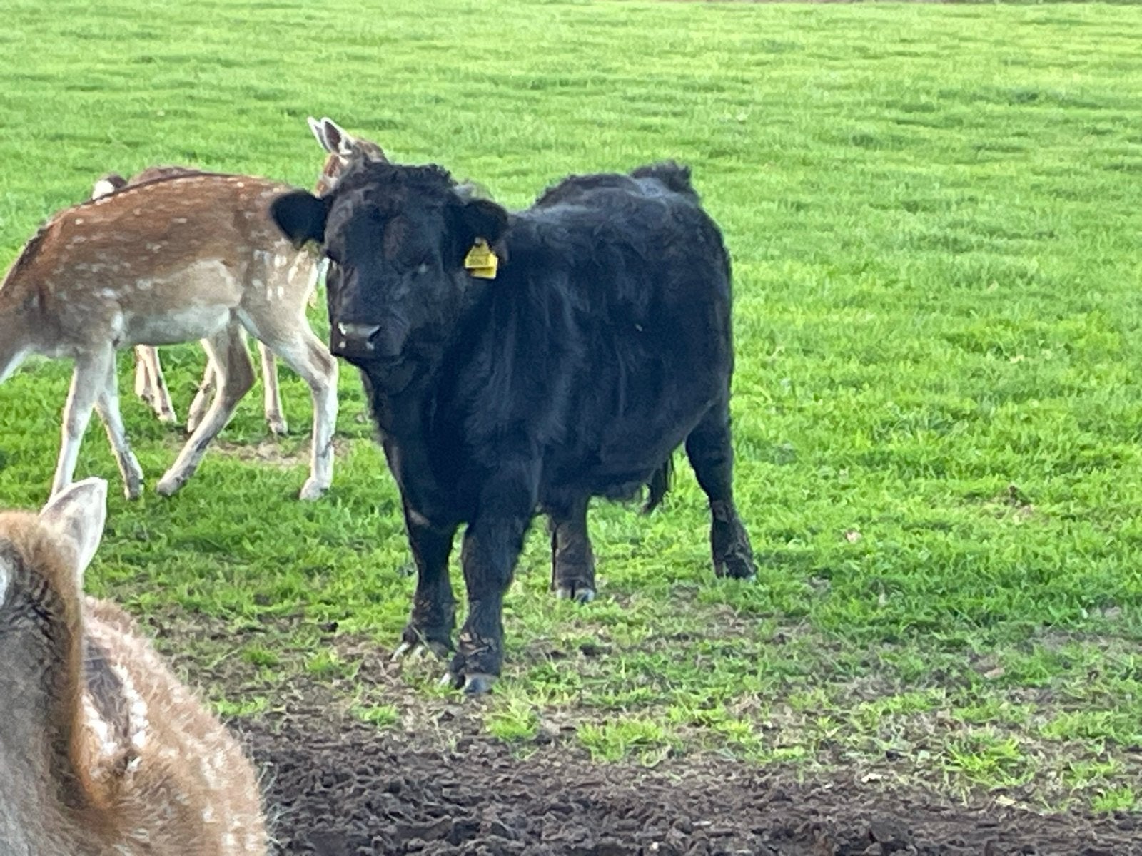 Tekoop dexer stierkalf, Dieren en Toebehoren, Mannelijk