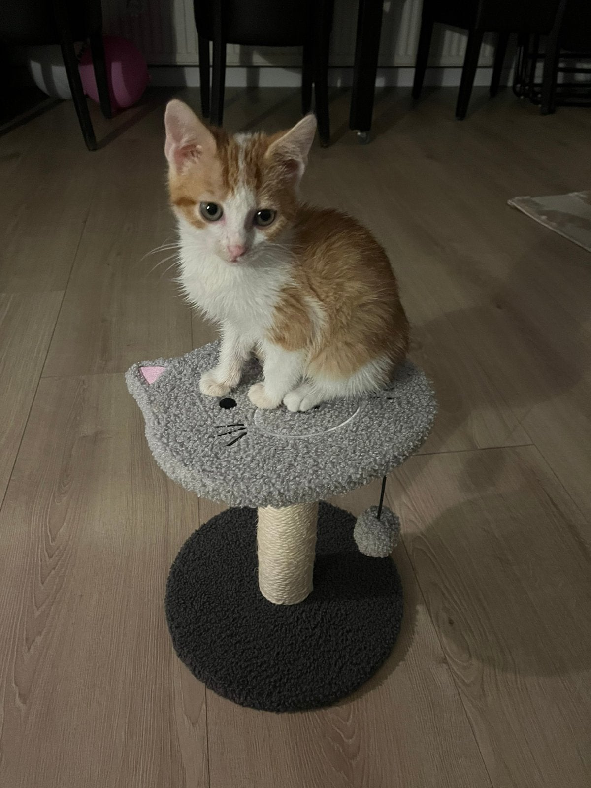 Kitten poes, Poes