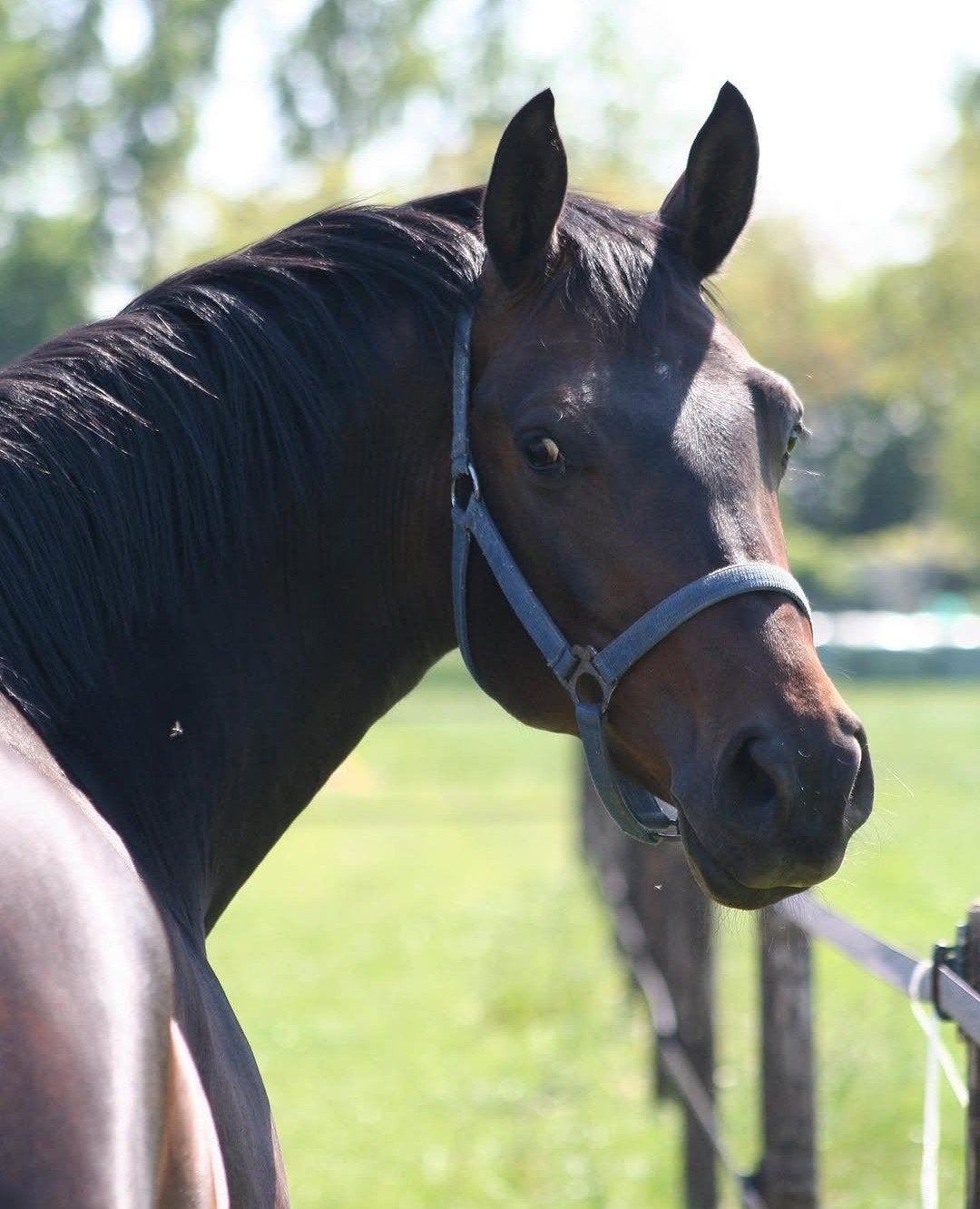 Zeer sympathieke 11 jarige merrie, Merrie, Met stamboom, M, Dressuurpaard