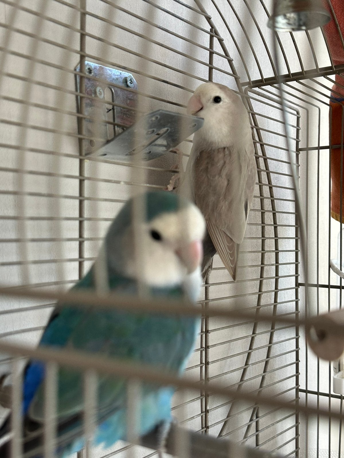 2 lovebirds agapornis, Dieren en Toebehoren, Geslacht onbekend, Dwergpapegaai of Agapornis