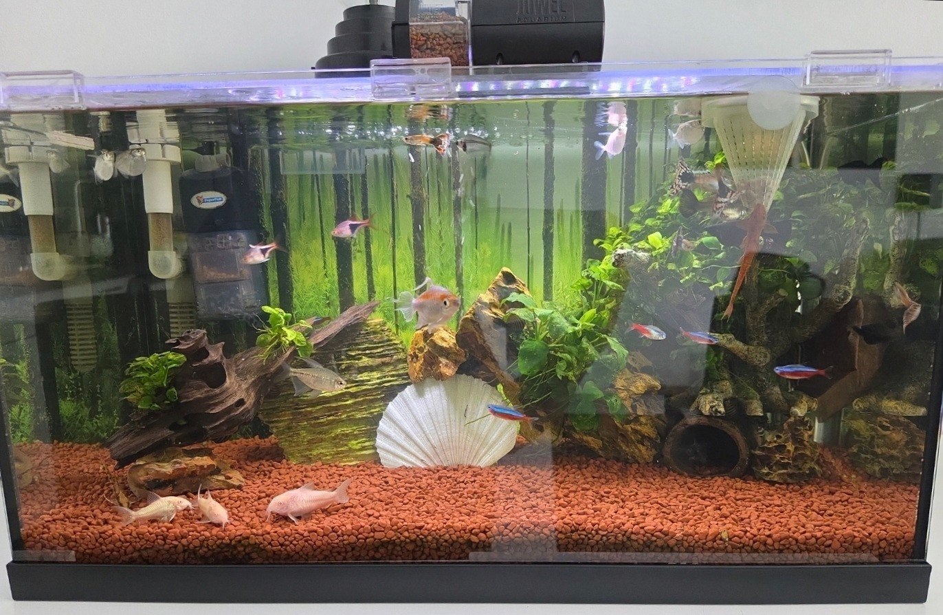Complete 60L aquariumset – RGB LED, filter, Eheim verwarming, Dieren en Toebehoren, Ophalen of Verzenden, Inclusief controller