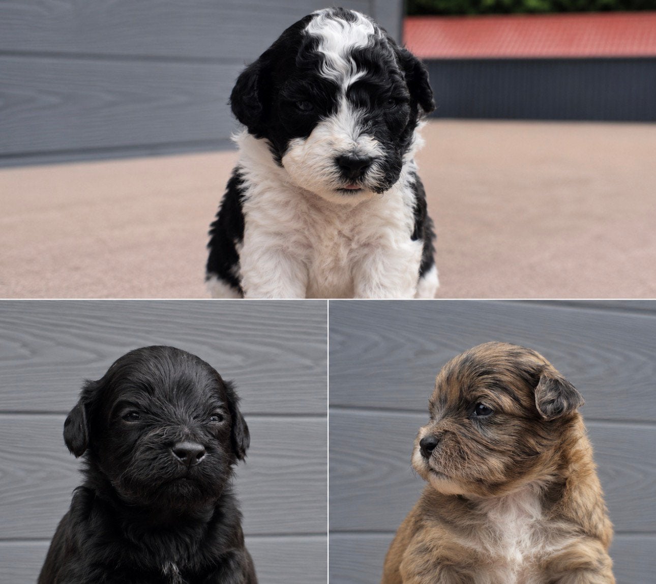 Mini labradoodles F5, Parvo, 8 tot 15 weken, Meerdere, Meerdere dieren