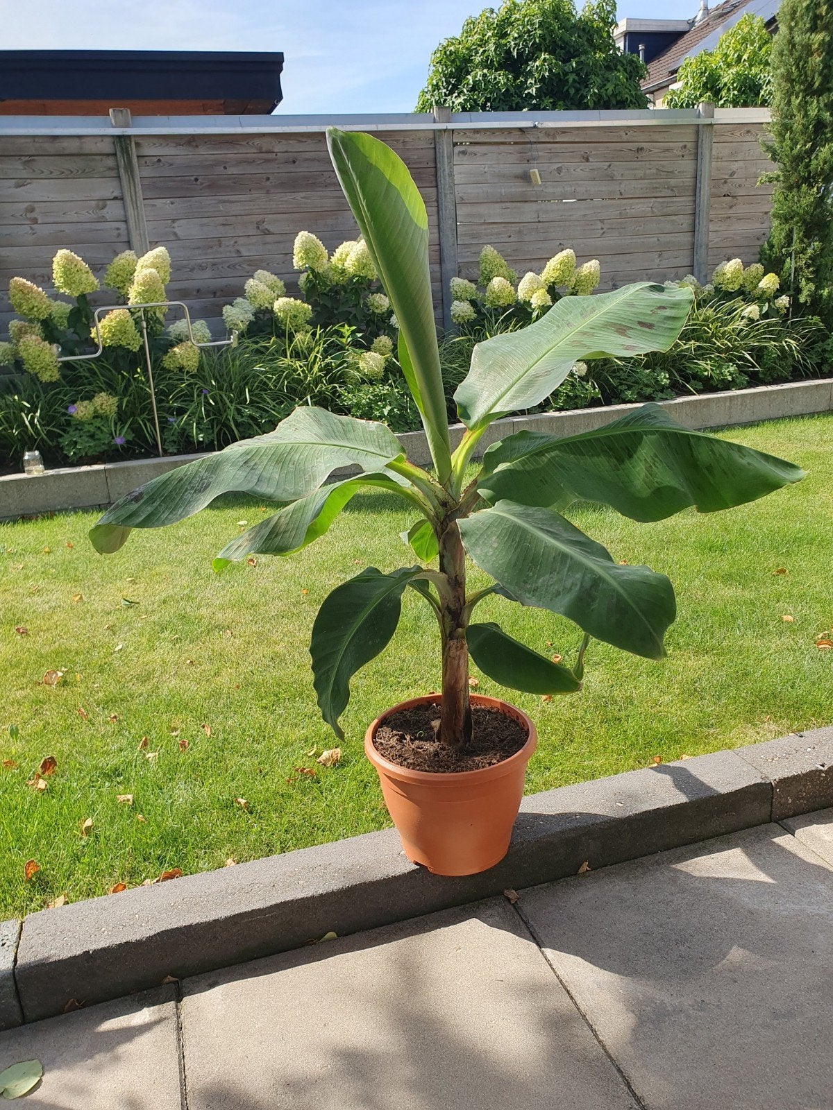 Bananenplant, Ophalen, Minder dan 100 cm