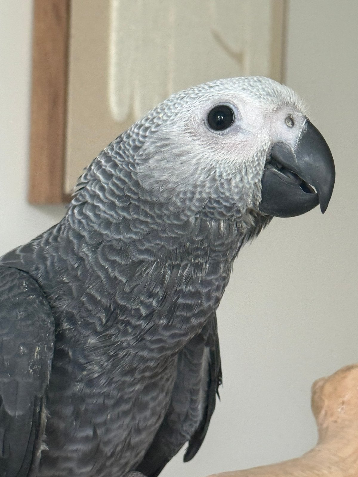 4 jonge handtamme grijze roodstaart papegaaien, Meerdere dieren, Papegaai, Pratend
