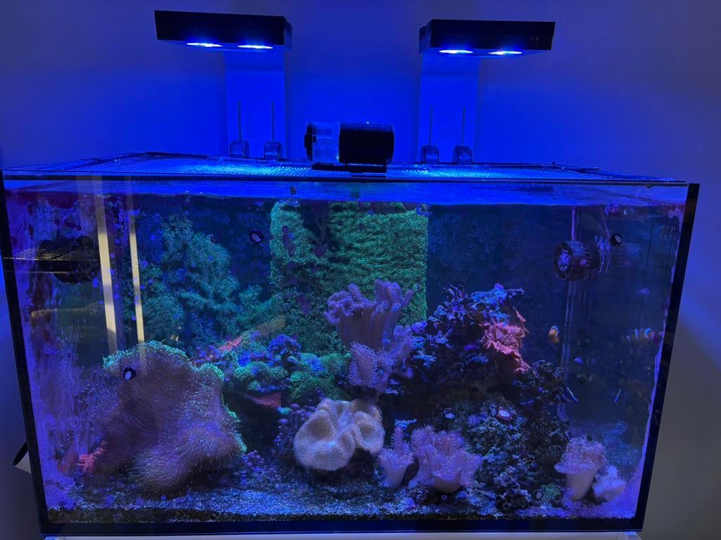 Red sea reefer 250 + waterbox peninsula, Ophalen, Gebruikt, Leeg aquarium, Red Sea