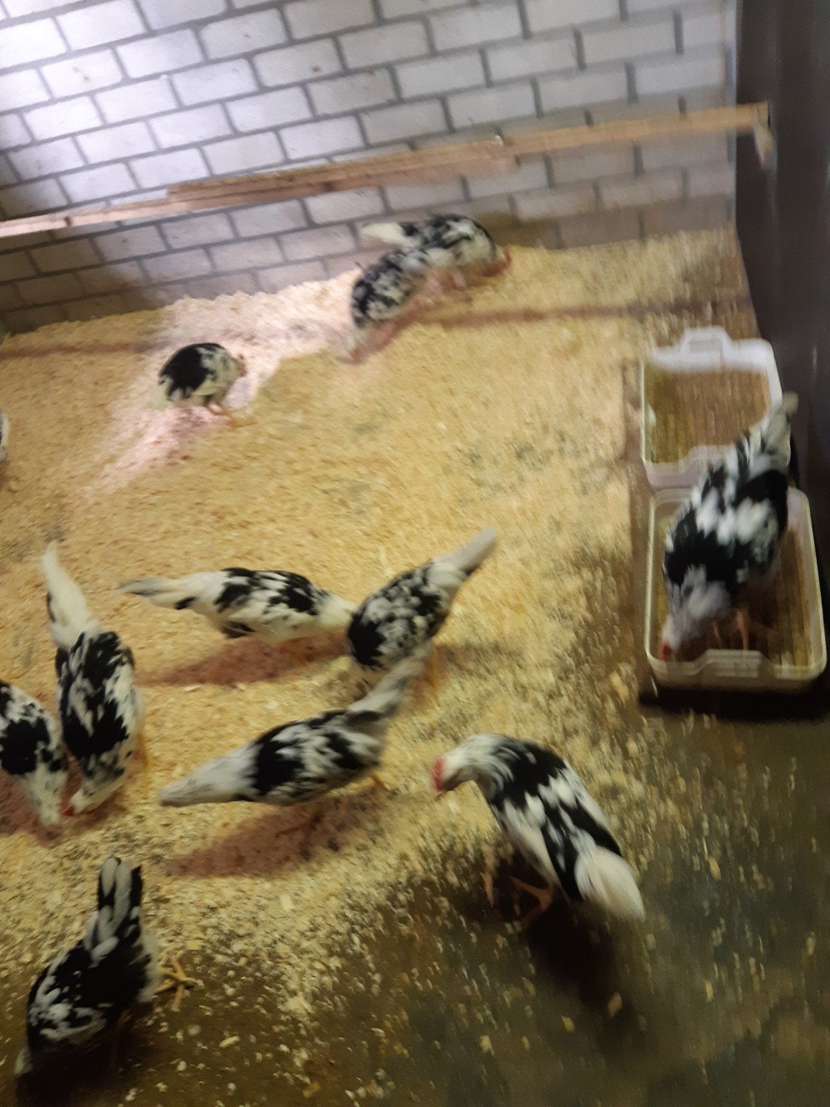 bonte leghorn hanen, Dieren en Toebehoren, Meerdere dieren, Kip