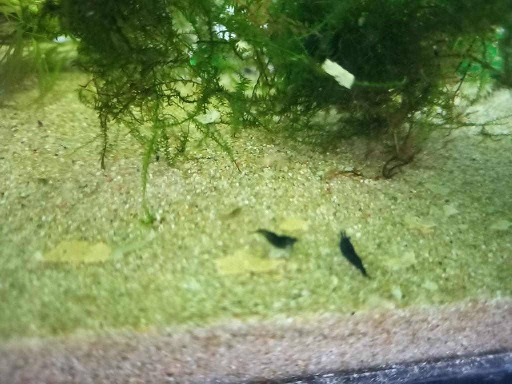Mooie groene garnalen, Dieren en Toebehoren, Vissen | Aquariumvissen