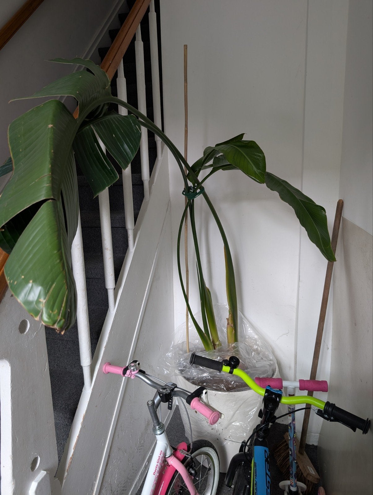 Grote, gezonde Strelitzia plant in witte plantenbak, Ophalen of Verzenden