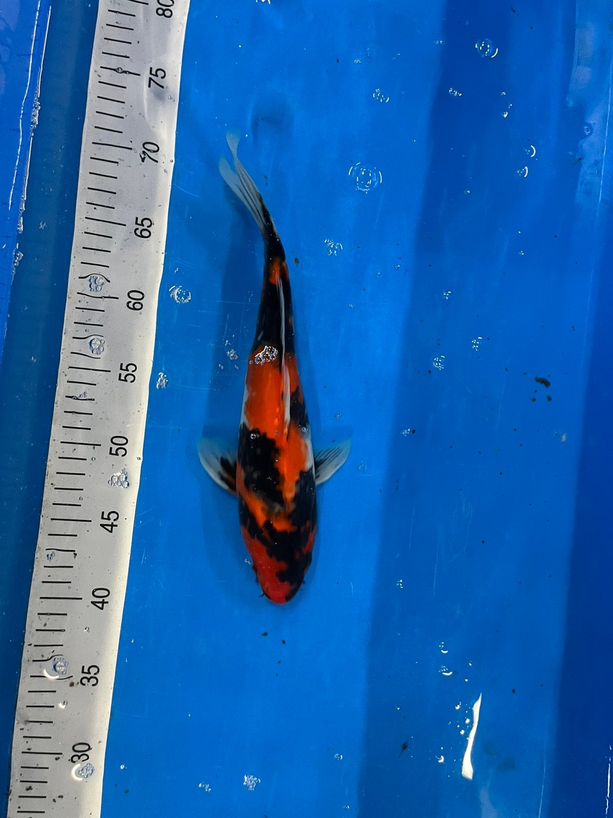 Hi Showa koi, Karper of Koi
