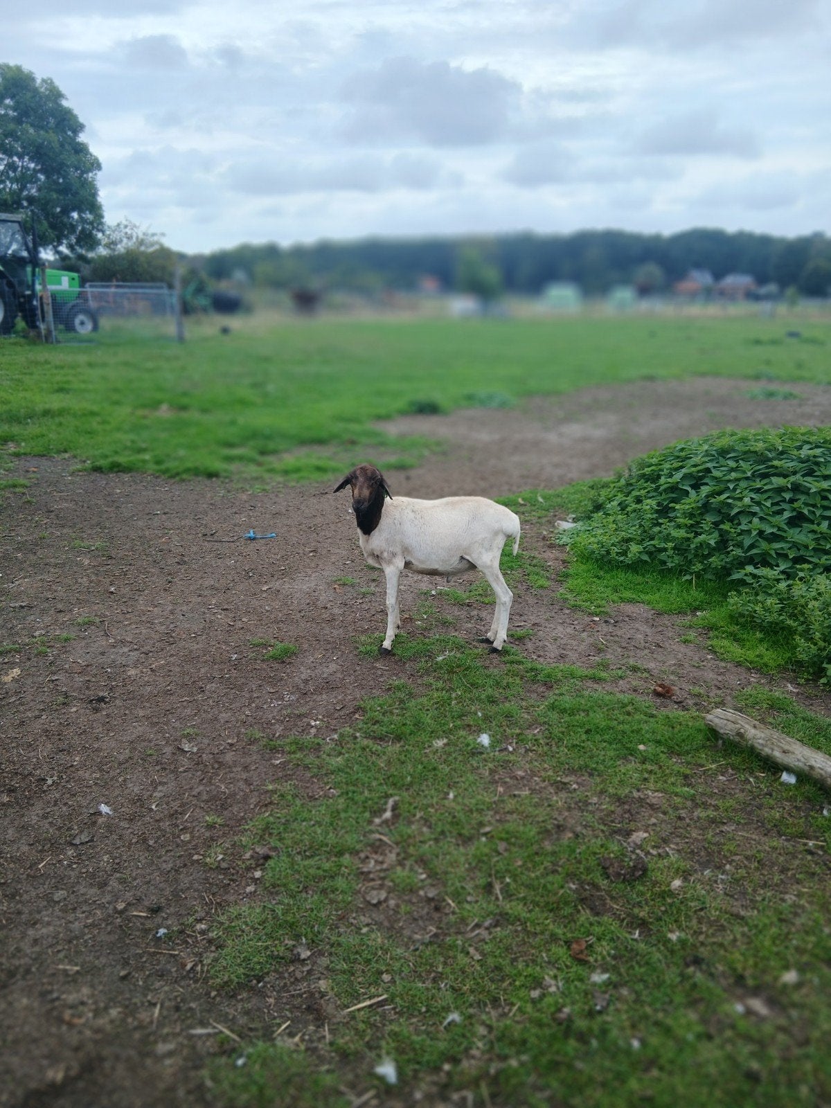 somalische vetstaart ram, Mannelijk, Schaap