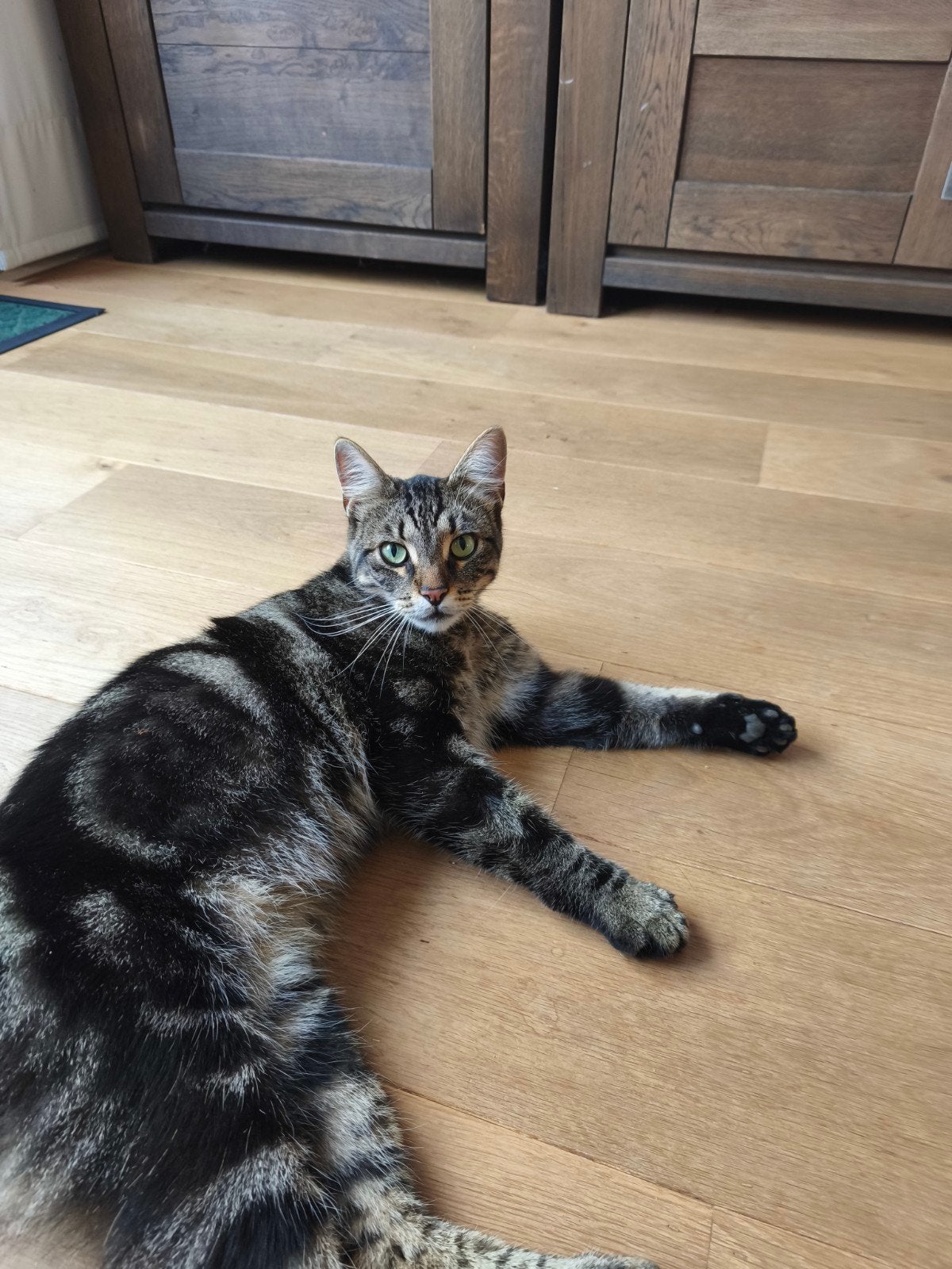 Tommy zoekt een nieuw huisje, Kater, Gechipt, 3 tot 5 jaar