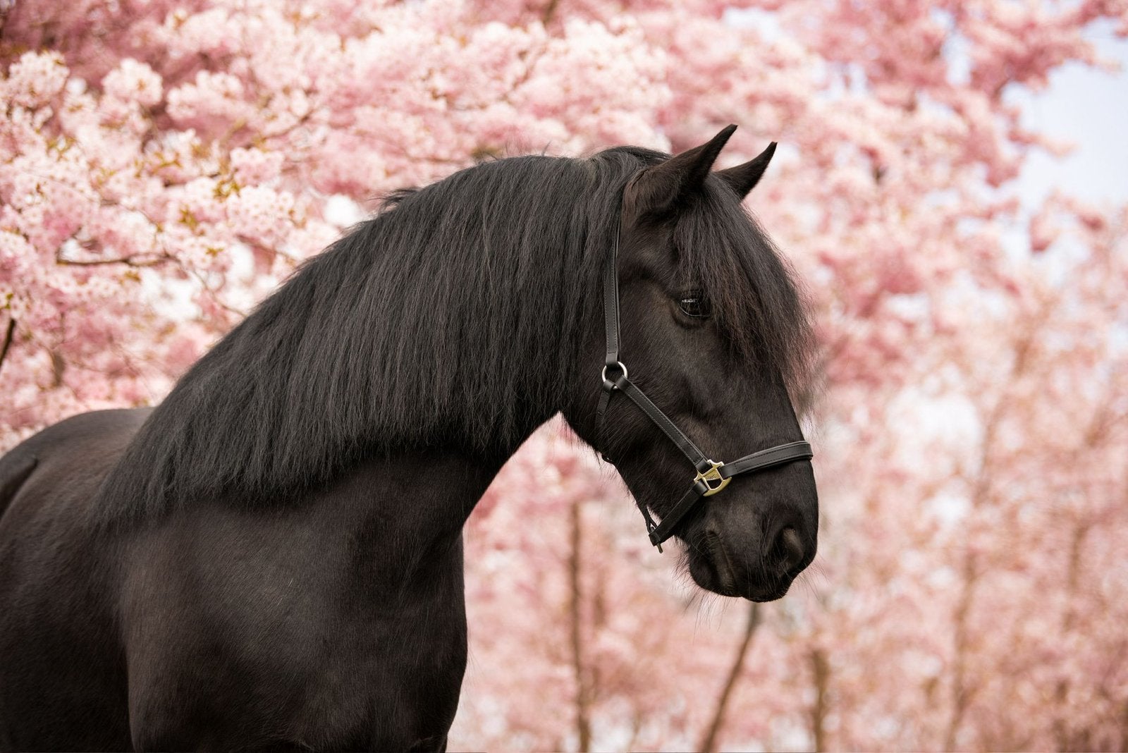 Te koop merrie (Fries/ Tinker), Dieren en Toebehoren, Merrie, Recreatiepaard, 11 jaar of ouder