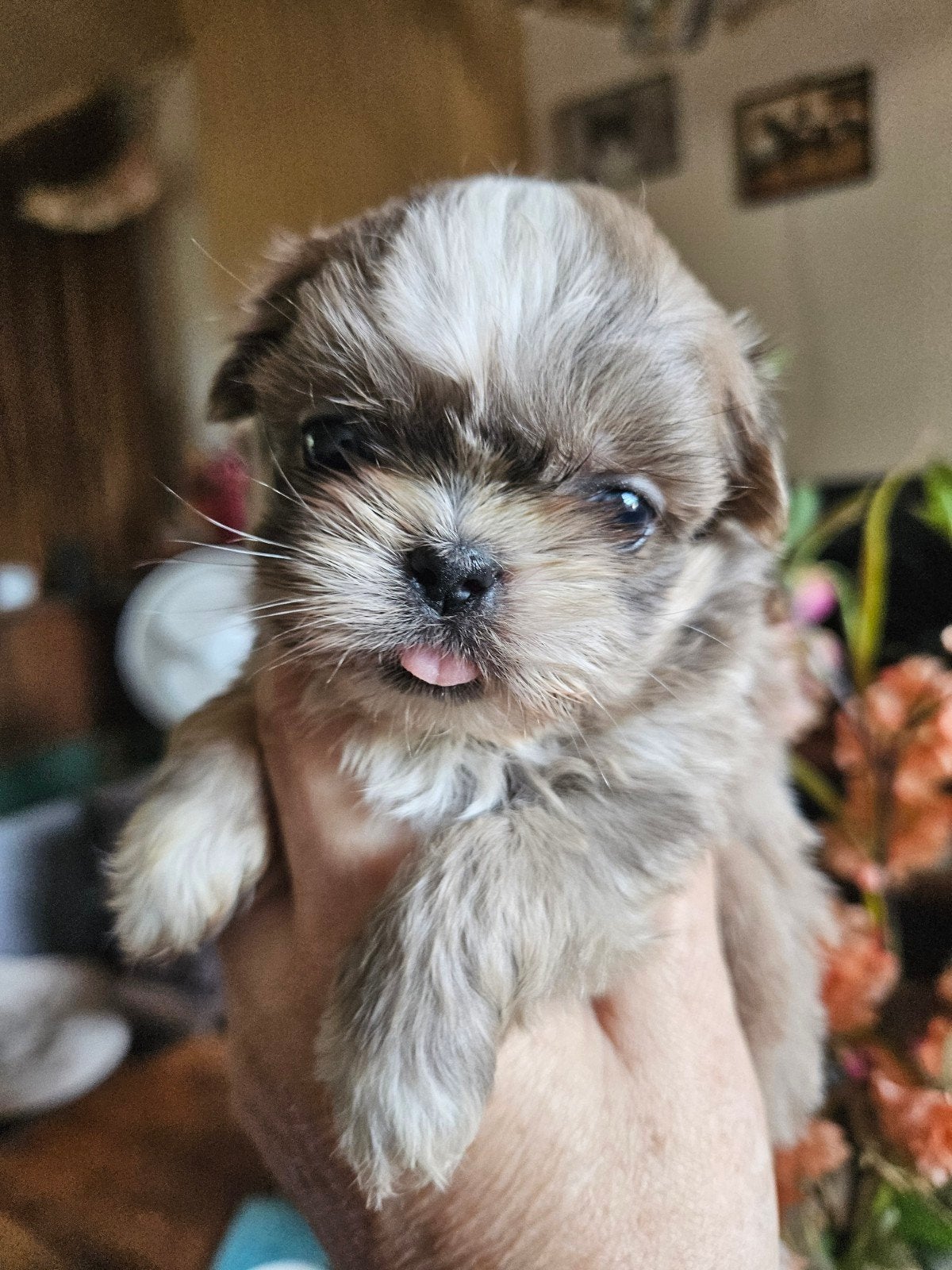 ## Hele mooie klein blijvende Shih tzu puppy's ##, Overige rassen, Meerdere, Meerdere dieren, Nederland