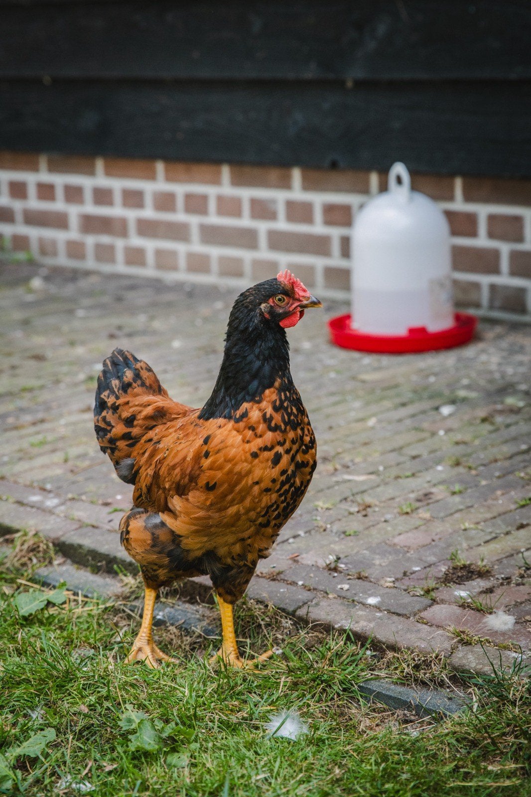Jonge haan (Lohmann x Barnevelder), Dieren en Toebehoren, Pluimvee, Mannelijk, Kip