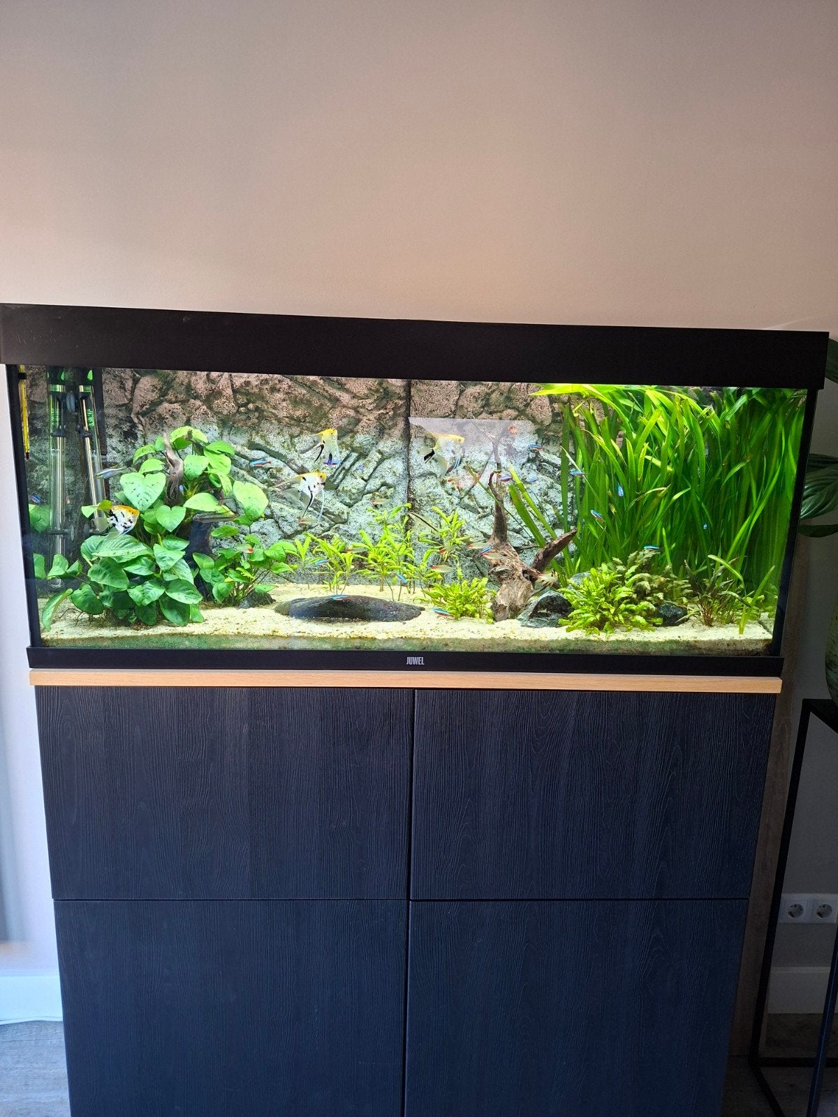 Juwel rio 240 compleet, Ophalen