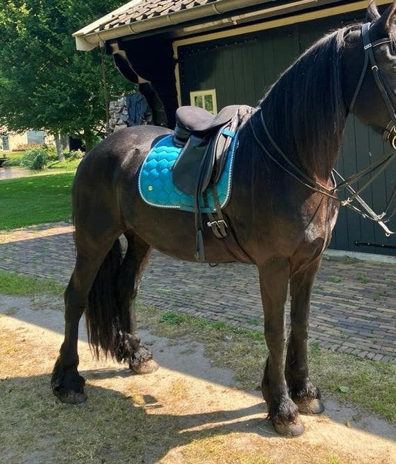 Aqua sjabrak dressuur full, Dieren en Toebehoren, Ophalen of Verzenden, Zo goed als nieuw