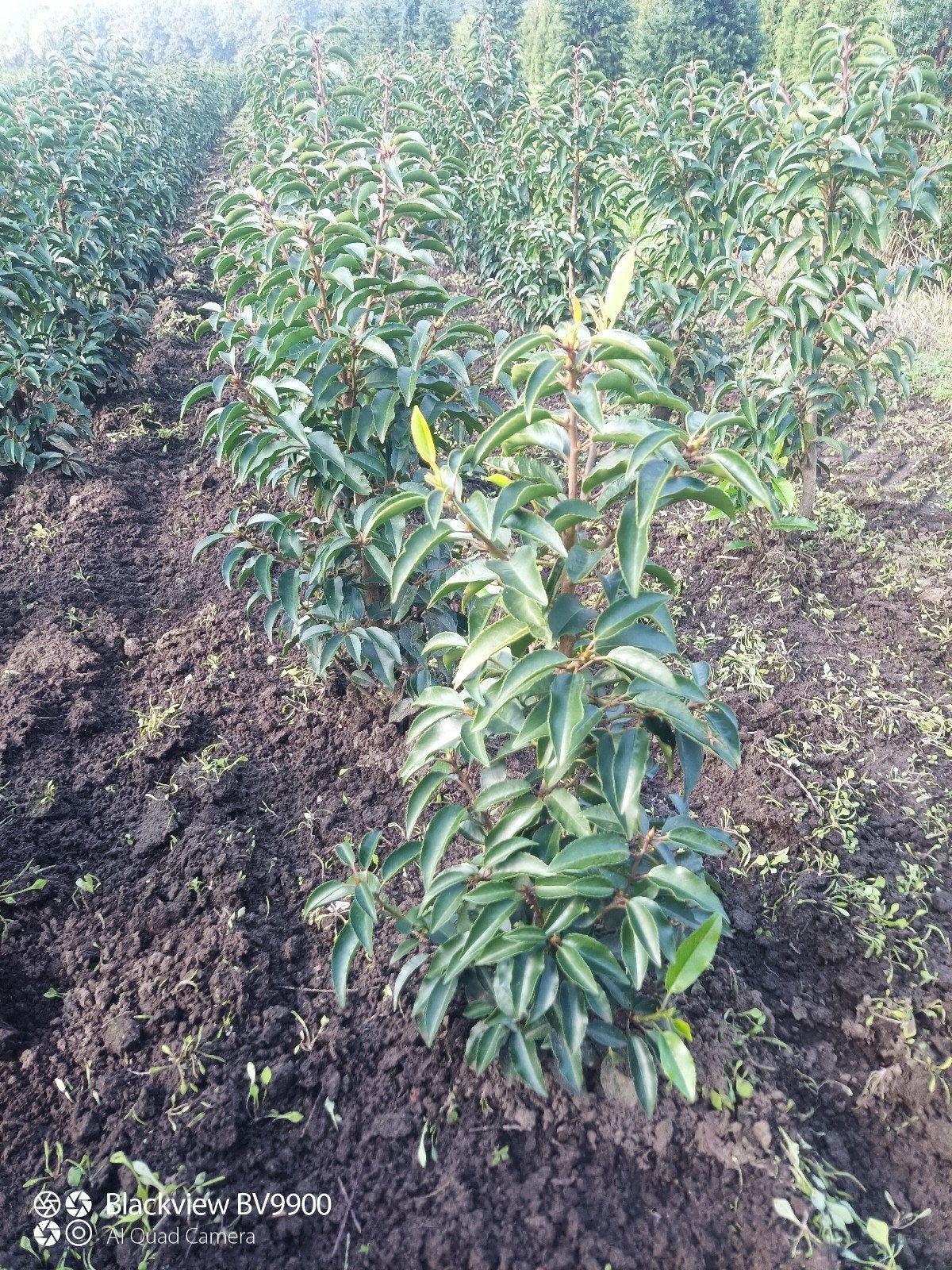 Prunus l angustifolia Portugese laurier struiken 40-60cm
