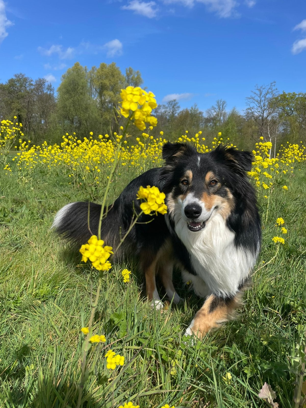 Herplaatser bordercollie x Australische herder