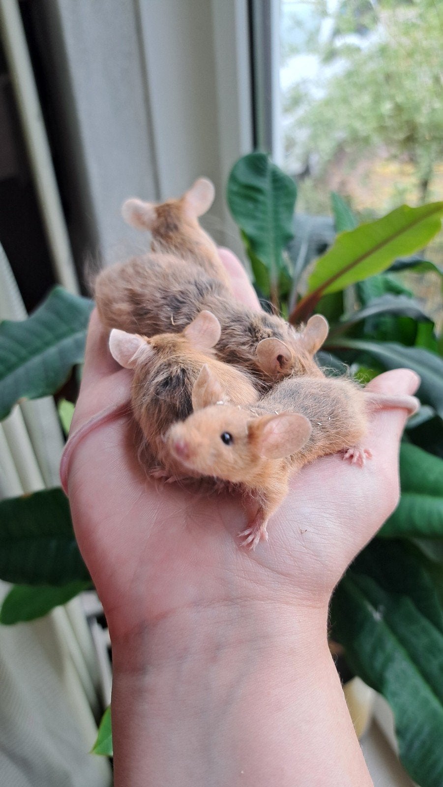 Tamme texel, langhaar en gladhaar kleurmuisjes., Dieren en Toebehoren, Knaagdieren, Muis, Vrouwelijk, Mei, Tam