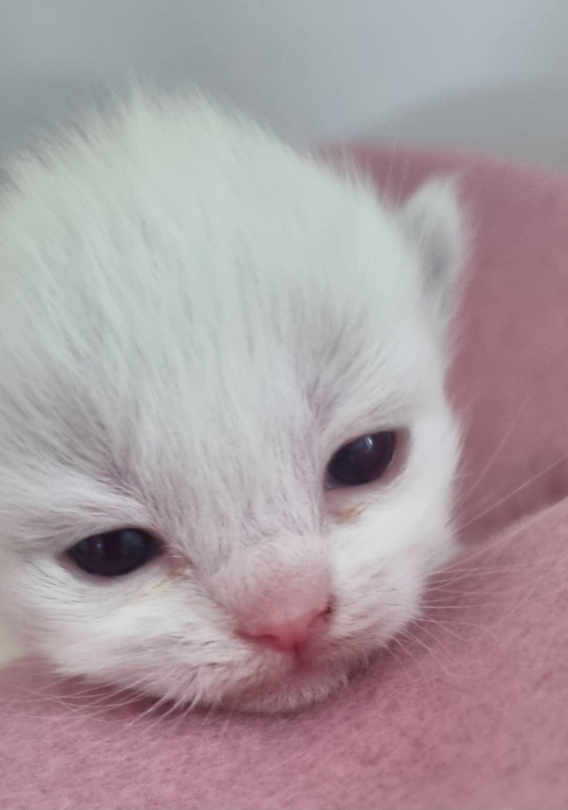 Ragdoll kittens met stamboom / erkende cattery, Dieren en Toebehoren, Meerdere dieren, Met stamboom, 0 tot 2 jaar