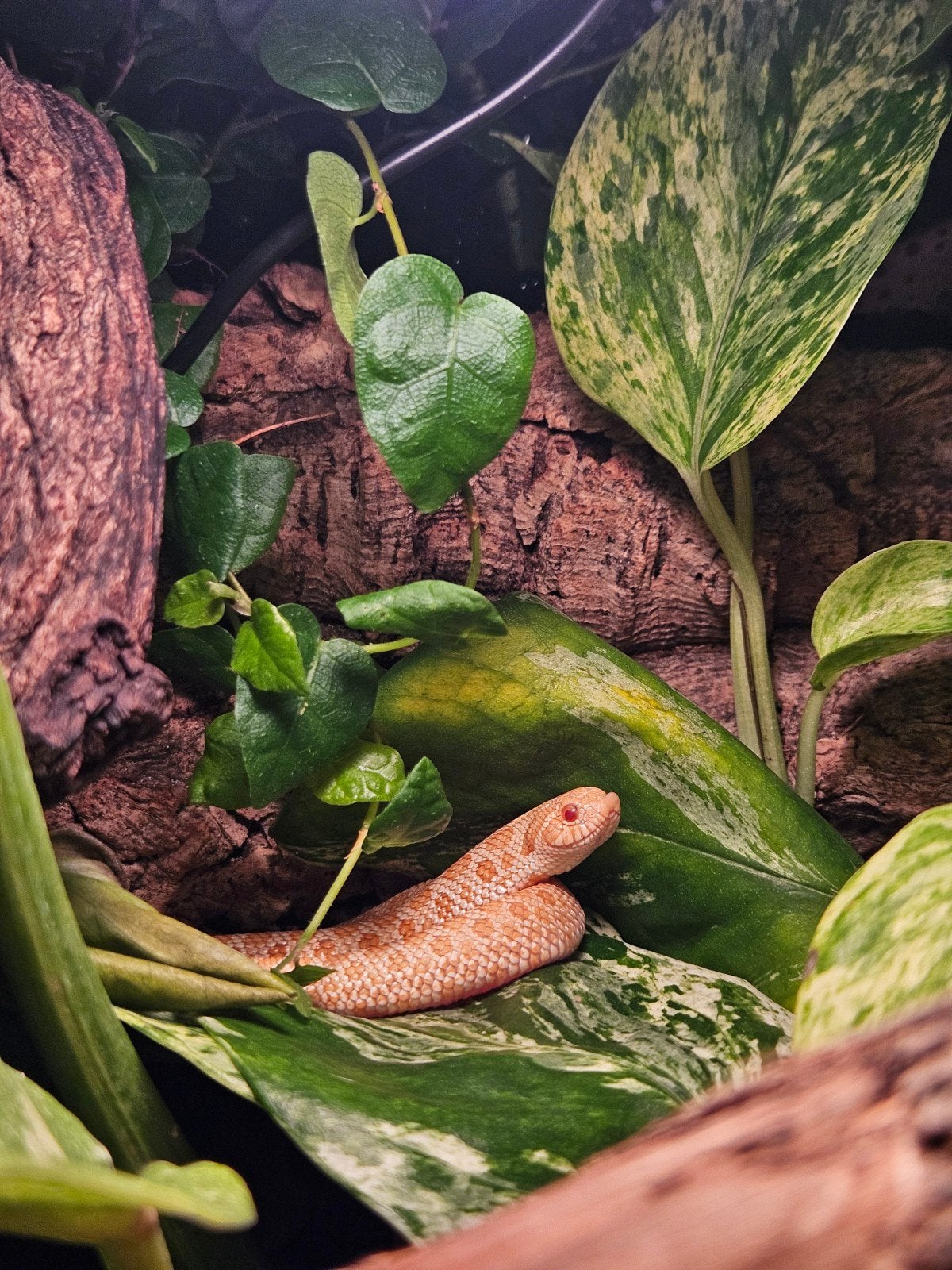Heterodon nasicus 1.0 Hognose Snake - male for sale from KM