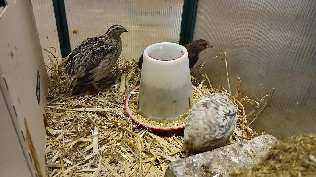 Japansw kwartels 4 stuks (ongesekst), Meerdere dieren, Overige soorten