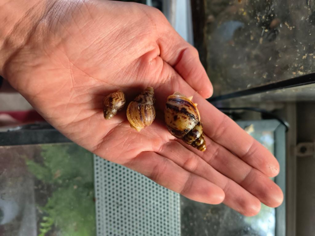 Voedsel slakken, Mei, Meerdere dieren