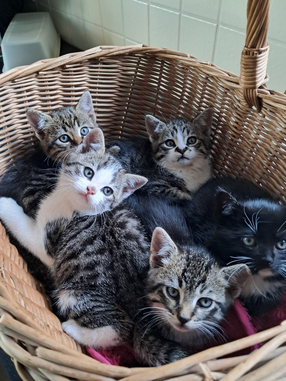 5 lieve boerderij kittens/kitten.zwart/grijs/wit.Kater&vrouw, Meerdere dieren, 0 tot 2 jaar