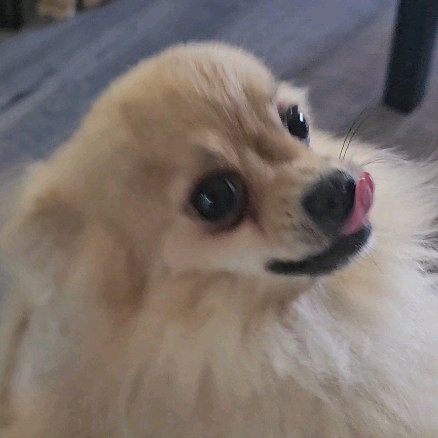 Pomeriaan Reu Te Koop, Reu, Eén hond, Chihuahua, 3 tot 5 jaar