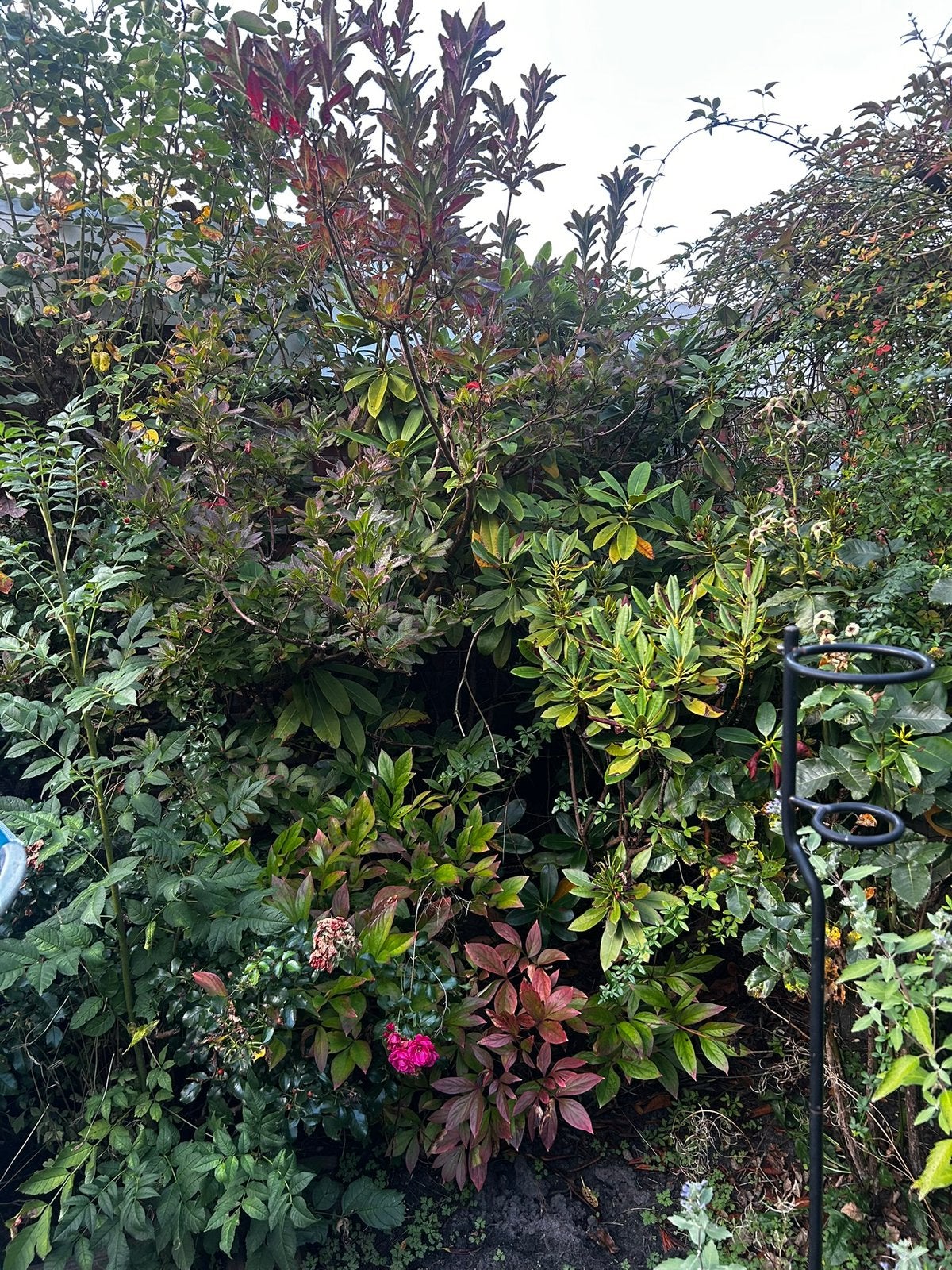 Rhodondendron gratis, Ophalen, Halfschaduw, Overige soorten, Lente