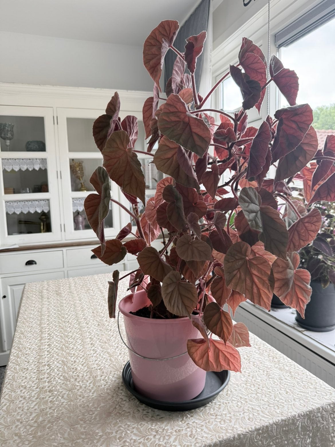 Grote Begonia kamerplant in roze pot, Ophalen, 100 tot 150 cm, Overige soorten, Halfschaduw