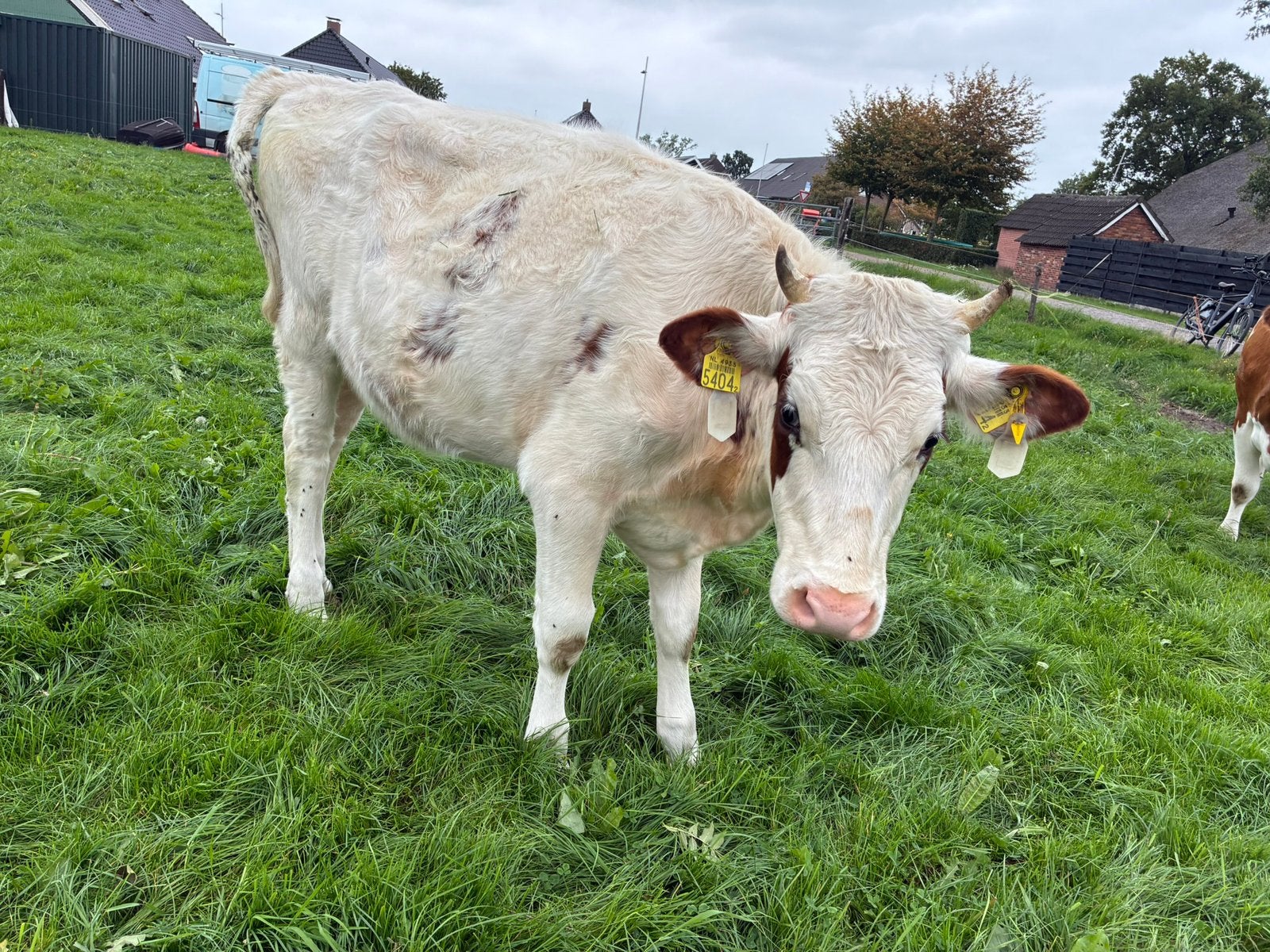 Te koop, Dieren en Toebehoren, Vrouwelijk