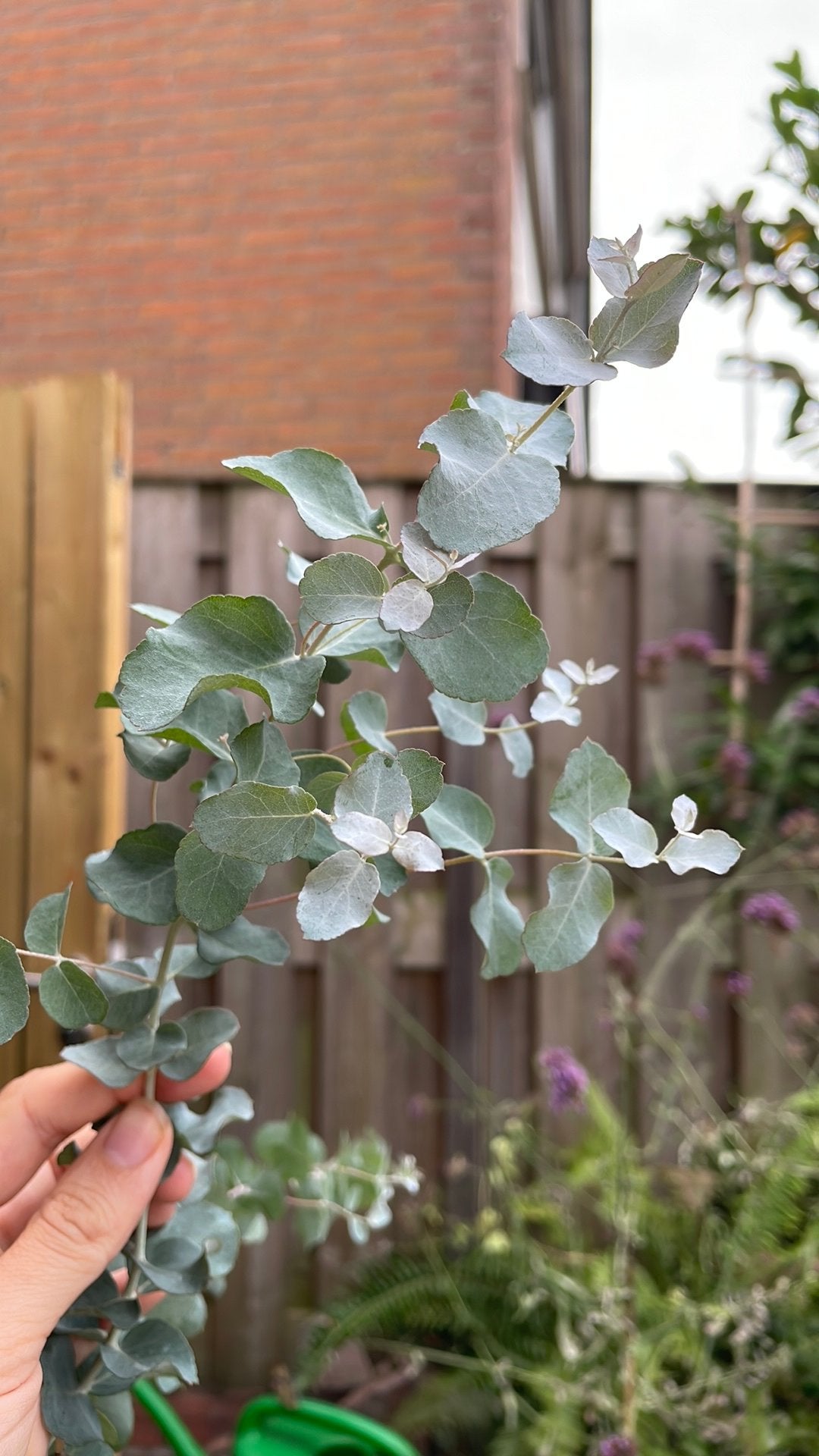 Eucalyptus boompje, Tuin en Terras, Bloeit niet, Overige soorten, 100 tot 250 cm, Ophalen