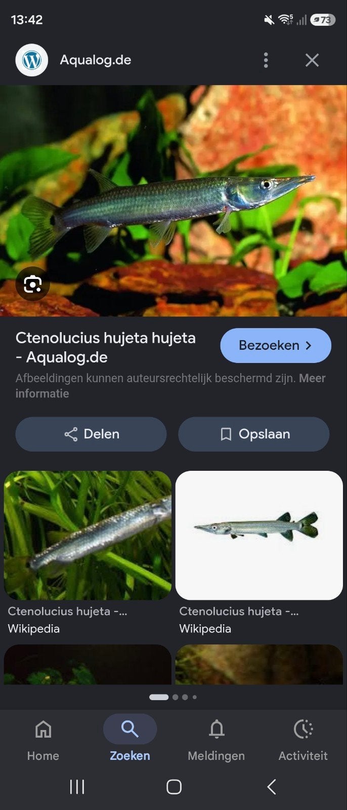 Gratis af te halen Rocket gar, Dieren en Toebehoren, Vissen | Aquariumvissen