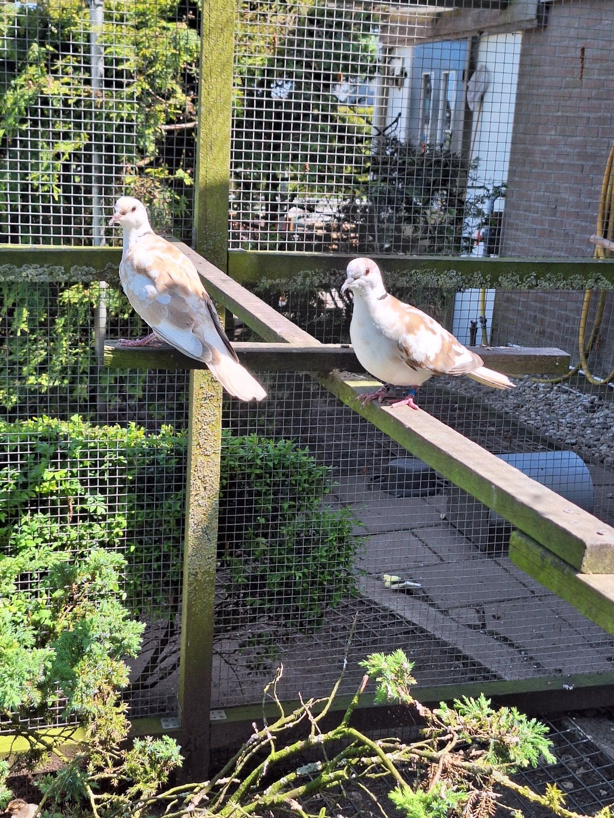 Te koop, 1 doffer en 2 duivinnen bonte tortelduif., Dieren en Toebehoren, Vogels | Duiven, Mannelijk, Postduif