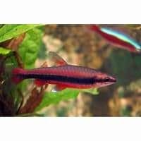 nannostomus beckfordi red €2,50, ., Nieuw, Ophalen of Verzenden, Leeg aquarium