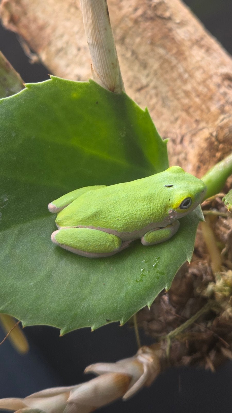 Hyperolius fusciventris, limoenrietkikker Frog - unknown for sale from Hermen De Bruine