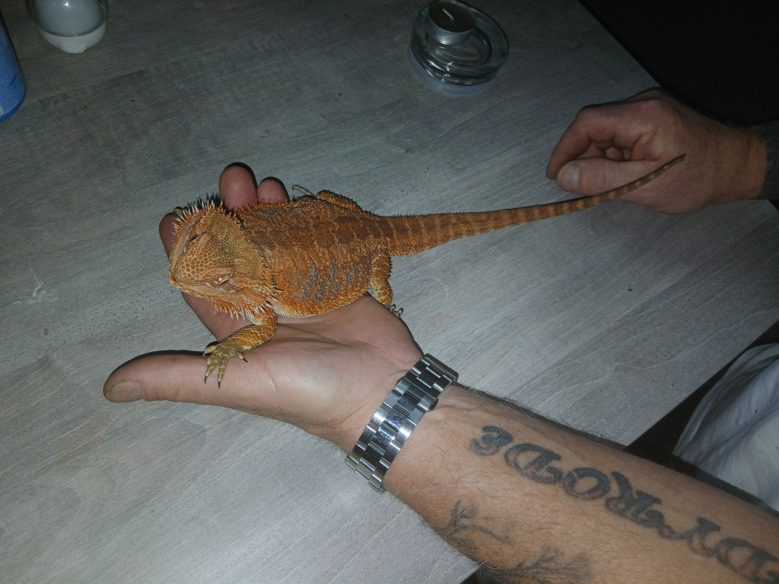 Baardagaam oranje Bearded Dragon photo 3