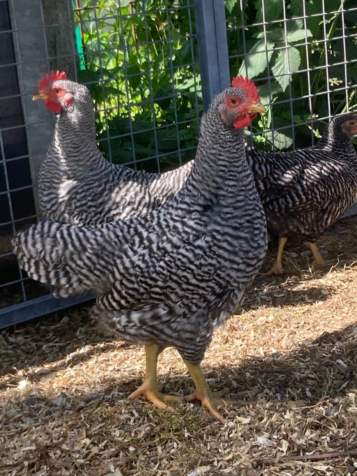 Mooie jonge Amrock hanen. Amrock groot., Mannelijk, Kip