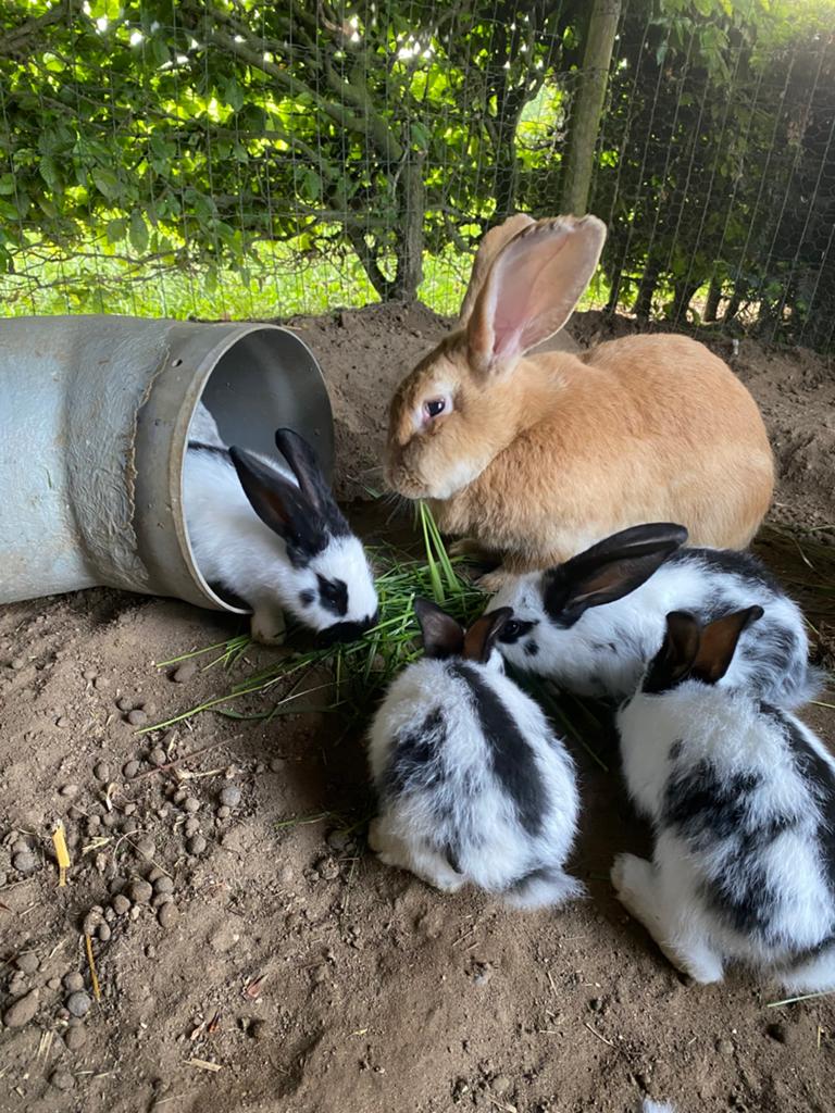 Jonge lotharinger, Dieren en Toebehoren, Konijnen, Meerdere dieren, Groot, 0 tot 2 jaar