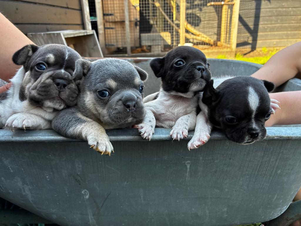 Franse bulldog pups met STAMBOOM (lange snuit), Dieren en Toebehoren, Honden | Bulldogs, Pinschers en Molossers, Parvo, 8 tot 15 weken