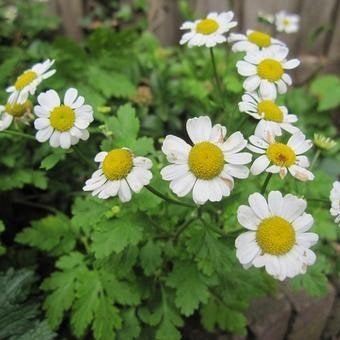 Uit de biologische moestuin: Moederkruid, zaden., Ophalen of Verzenden, Voorjaar, Halfschaduw, Zaad