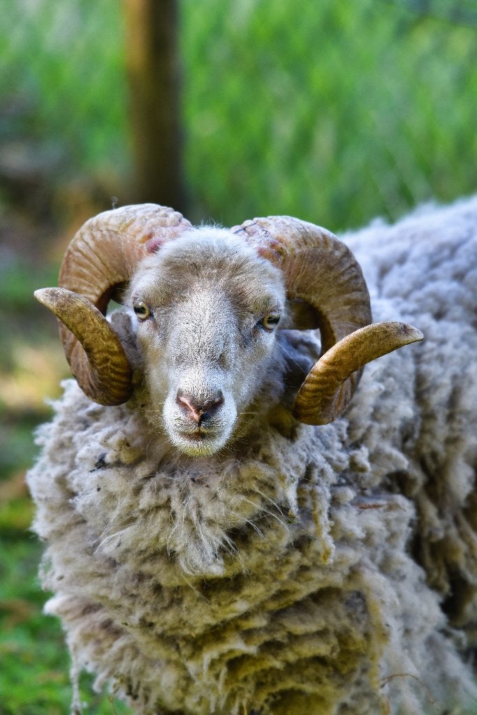 Quessant Rammetje gecastreerd te koop, Dieren en Toebehoren, Schapen, Geiten en Varkens, Mannelijk, Schaap, 3 tot 5 jaar